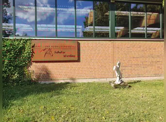 Suche Auszubildene Reiten/ Haltung und Service 