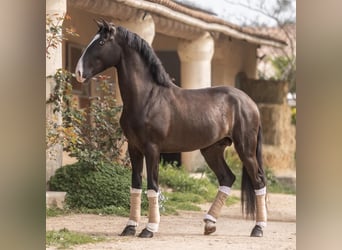 Lusitano, Stallion, 4 years, 15.2 hh, Smoky-Black, in Aramon,