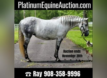 Andalusian, Mare, 14 years, Gray, in Monroe Township NJ,