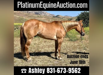 American Quarter Horse, Gelding, 7 years, 15 hh, Sorrel, in Paicines CA,