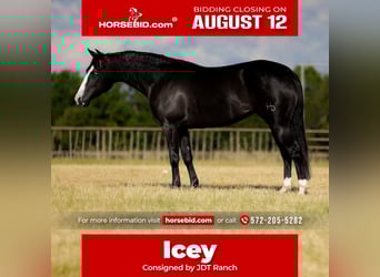 American Quarter Horse, Mare, 4 years, 14.3 hh, Black, in Guthrie, OK,