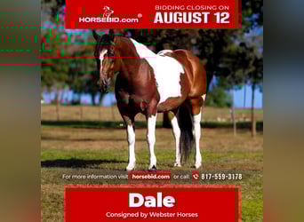 Draft Horse Mix, Gelding, 7 years, 15.2 hh, Tobiano-all-colors, in Lipan, TX,
