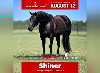 American Quarter Horse, Gelding, 7 years, 15 hh, Black, in Canyon, TX,