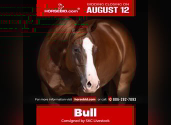American Quarter Horse, Gelding, 7 years, 14.3 hh, Sorrel, in Canyon, TX,