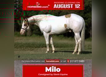 Paint Horse, Gelding, 6 years, 15 hh, Pinto, in Whitesboro, TX,