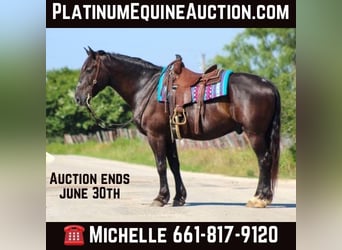 American Quarter Horse, Gelding, 12 years, Black, in STEPHENVILLE, TX,