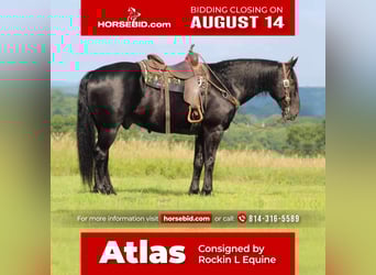 Draft Horse Mix, Gelding, 8 years, 15.3 hh, Black, in Shippenville, PA,