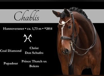 Hanoverian, Gelding, 10 years, 16.3 hh, Bay-Dark, in Wehringen,