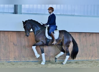 Dressage stable available to train up your horse 