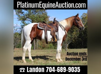 Draft Horse, Gelding, 9 years, 16 hh, Chestnut, in Cherryville NC,