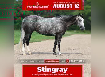 American Quarter Horse, Mare, 7 years, 14.2 hh, Gray, in Canistota, SD,