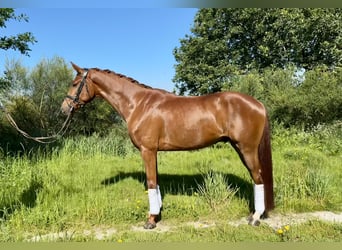 Spanish Sporthorse, Gelding, 4 years, 15.2 hh, Chestnut-Red, in Silleda (Casco Urbano),