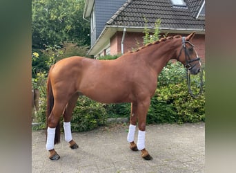 Hanoverian, Gelding, 10 years, 16.1 hh, Chestnut-Red, in Kutenholz,
