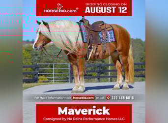 Haflinger, Gelding, 13 years, 14.3 hh, Sorrel, in Fredericksburg, OH,