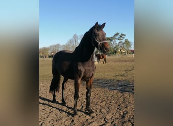 Holstein, Mare, 14 years, 16.2 hh, Smoky-Black, in Klein Nordende,