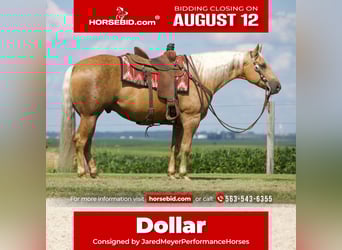 American Quarter Horse, Gelding, 6 years, 15.1 hh, Palomino, in Bernard, IA,