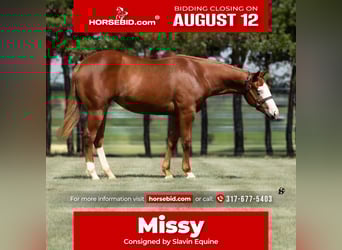 American Quarter Horse, Mare, 1 year, 13.1 hh, Sorrel, in Whitesboro, TX,