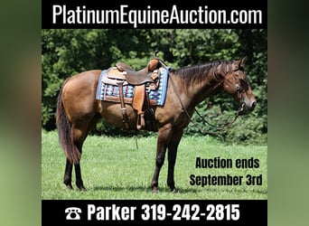 American Quarter Horse, Gelding, 8 years, Bay, in Somerset, KY,