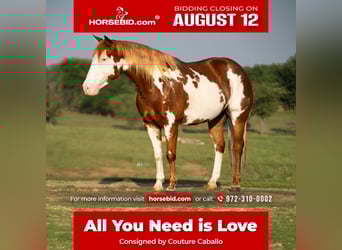 Pintos, Mare, 5 years, 13.2 hh, Sorrel, in Addison, TX,