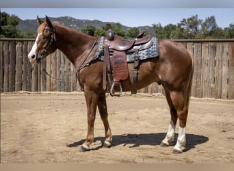 American Quarter Horse, Gelding, 10 years, Sorrel