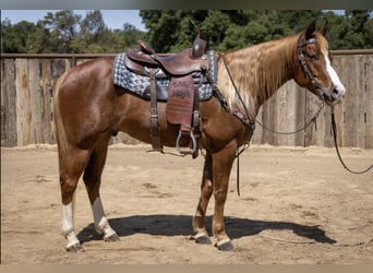 American Quarter Horse, Gelding, 10 years, Sorrel