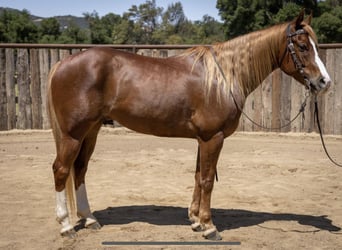 American Quarter Horse, Gelding, 10 years, Sorrel