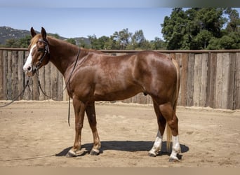 American Quarter Horse, Gelding, 10 years, Sorrel