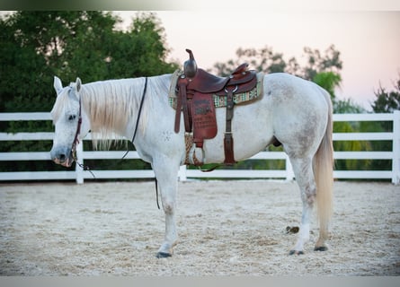 American Quarter Horse, Gelding, 12 years, Gray