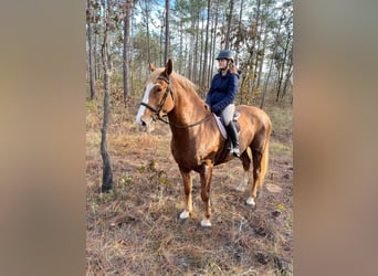 American Quarter Horse, Gelding, 13 years, 16.2 hh, Chestnut