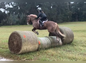 American Quarter Horse, Gelding, 13 years, 16.2 hh, Chestnut