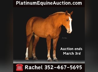 American Quarter Horse, Gelding, 13 years, 16.2 hh, Chestnut