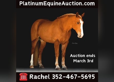 American Quarter Horse, Gelding, 13 years, 16.2 hh, Chestnut