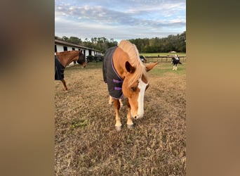 American Quarter Horse, Gelding, 13 years, 16.2 hh, Chestnut