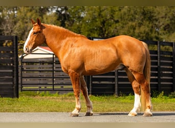 American Quarter Horse, Gelding, 13 years, 16.2 hh, Chestnut