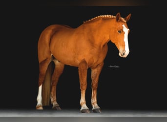 American Quarter Horse, Gelding, 13 years, 16.2 hh, Chestnut