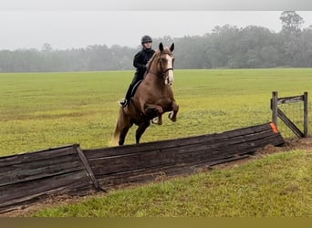 American Quarter Horse, Gelding, 13 years, 16.2 hh, Chestnut