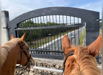 American Quarter Horse, Gelding, 13 years, 16.2 hh, Chestnut