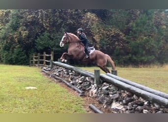 American Quarter Horse, Gelding, 13 years, 16.2 hh, Chestnut