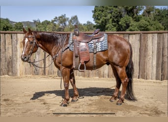American Quarter Horse, Gelding, 13 years, Sorrel