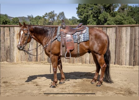 American Quarter Horse, Gelding, 13 years, Sorrel