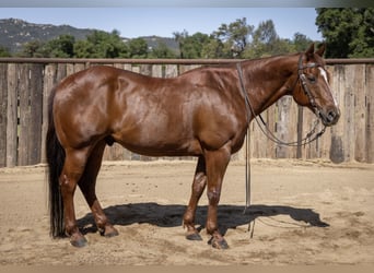American Quarter Horse, Gelding, 13 years, Sorrel