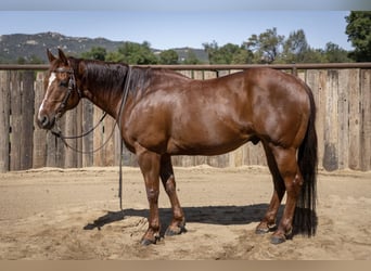 American Quarter Horse, Gelding, 13 years, Sorrel