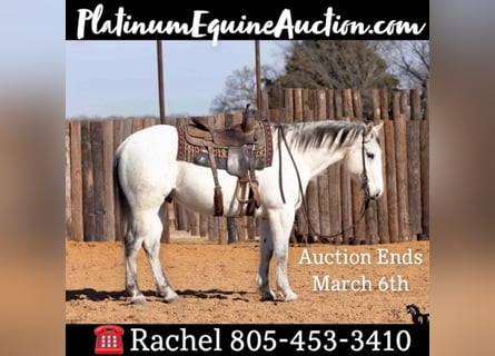 American Quarter Horse, Gelding, 14 years, 15 hh, Gray-Blue-Tan