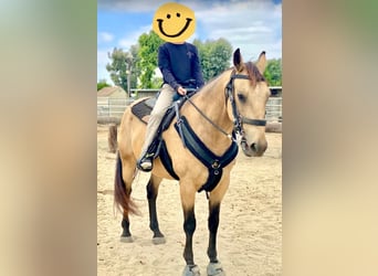 American Quarter Horse Mix, Gelding, 14 years, 17 hh, Buckskin