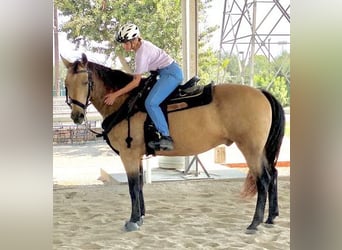 American Quarter Horse Mix, Gelding, 14 years, 17 hh, Buckskin