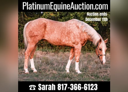 American Quarter Horse, Gelding, 16 years, 15.2 hh, Palomino