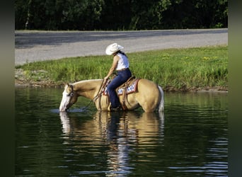 American Quarter Horse, Gelding, 4 years, 15 hh, Palomino