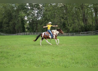 American Quarter Horse, Gelding, 5 years, 14.1 hh, Tobiano-all-colors