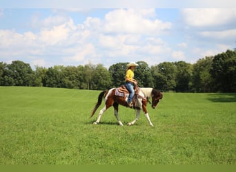 American Quarter Horse, Gelding, 5 years, 14.1 hh, Tobiano-all-colors