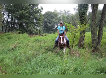 American Quarter Horse, Gelding, 5 years, 14.1 hh, Tobiano-all-colors